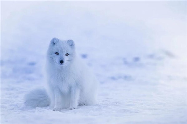 夢到人變成動物預示著什麼_周公解夢
