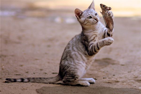 女人夢見老鼠和貓_周公解夢