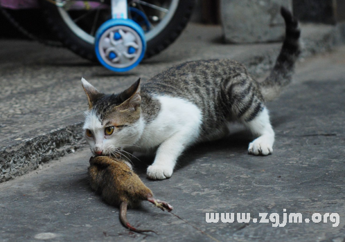 夢見貓抓老鼠