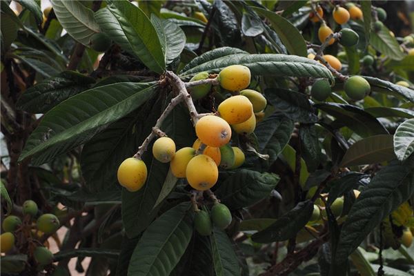 夢到枇杷樹結很多果_周公解夢