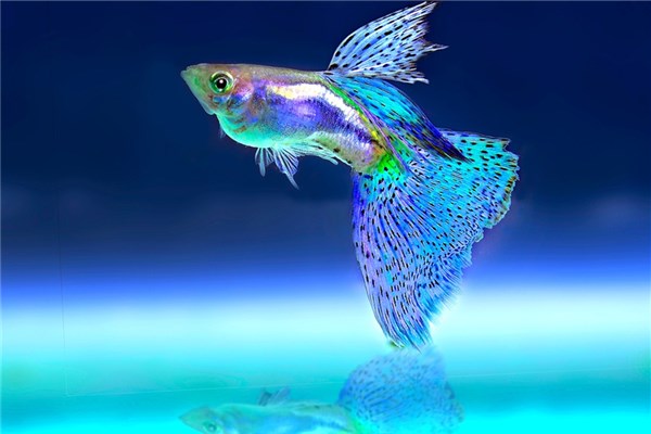 夢到魚放生預示了什麼_周公解夢