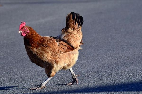 屬雞的年份出生的人運勢咋樣_十二生肖