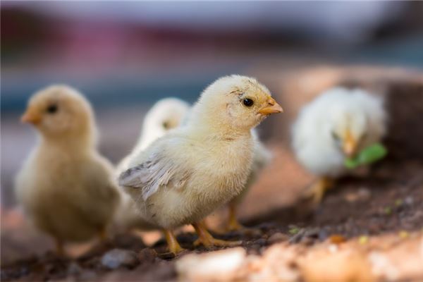 女人夢見雞崽_周公解夢
