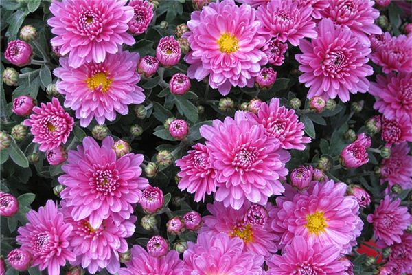 夢見菊花周公解夢_周公解夢