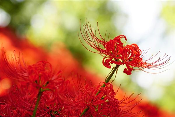 夢見彼岸花是什麼意思_周公解夢