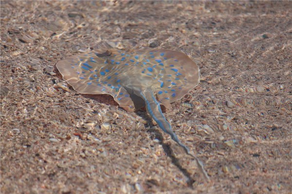 夢見鰩魚是不是好的徵兆呢_周公解夢
