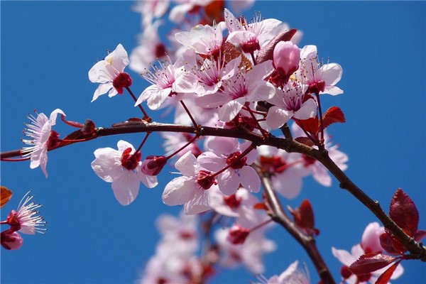 夢到滿樹的花是什麼兆頭_周公解夢