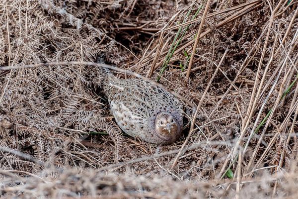 夢見抓野雞是什麼徵兆_周公解夢