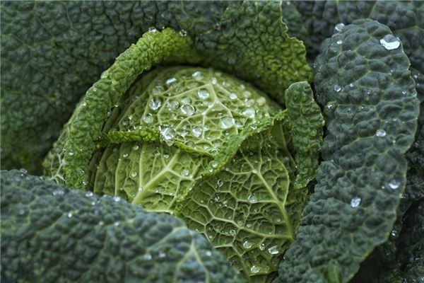 夢到了割白菜意味著什麼_周公解夢