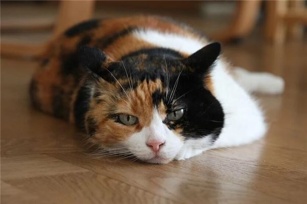 夢到貓死了啥意思_周公解夢