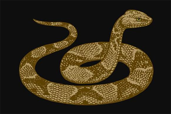 夢到蛇在肚子裡是什麼意思_周公解夢