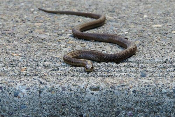 備孕中老公夢見蛇_周公解夢