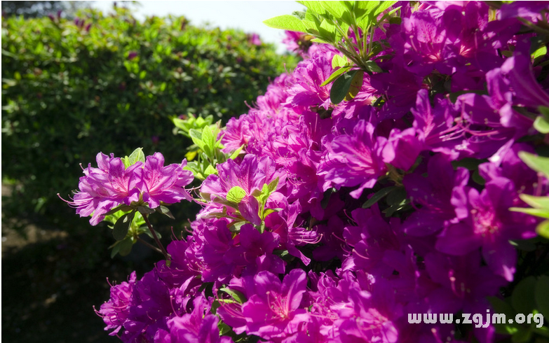 杜鵑花的花語