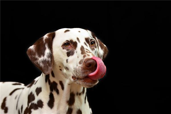 夢見狗吃老鼠_周公解夢