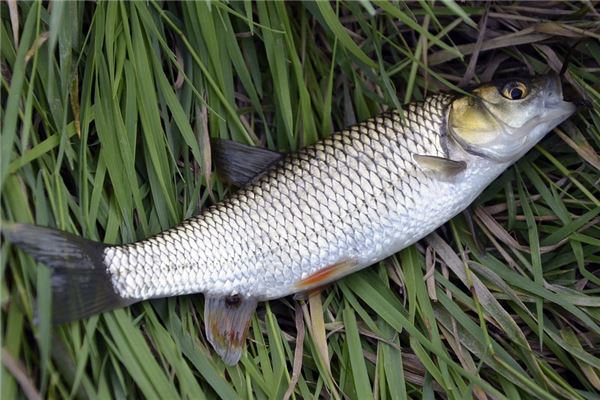 孕婦夢見抓魚是什麼意思_周公解夢 孕婦夢見抓魚是什麼意思是什麼意思_孕婦夢見抓魚是什麼意思好不好_周公解夢官網