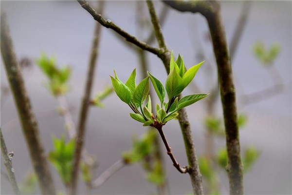 夢見樹芽的預兆_周公解夢