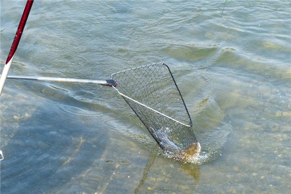 夢到了井裡抓魚預示什麼_周公解夢