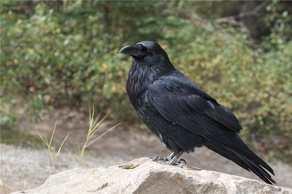 夢到了烏雅是怎麼回事_周公解夢