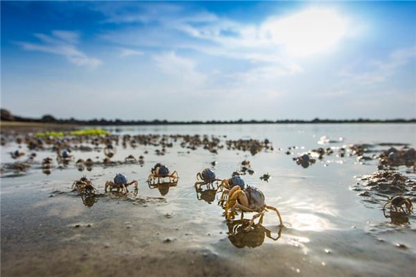 夢到好多螃蟹_周公解夢