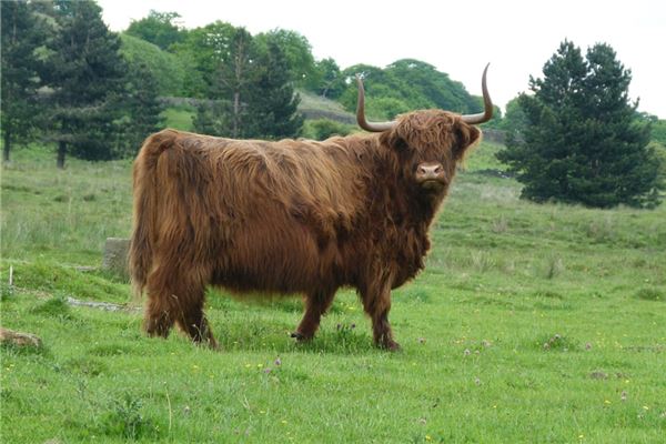 11月出生屬牛的人好不好_十二生肖
