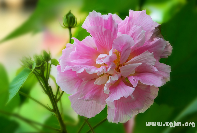 芙蓉花的花語