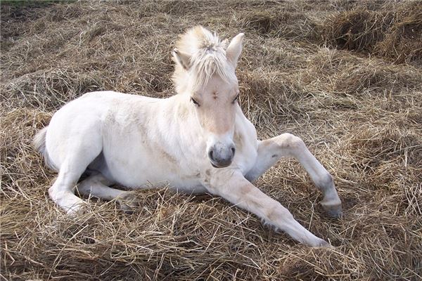 12月屬馬的人桃花運如何_十二生肖