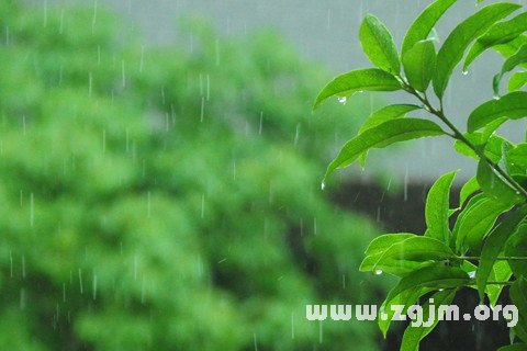 夢見春天細雨