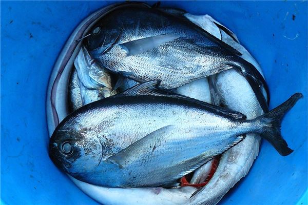 夢見網了好多魚_周公解夢