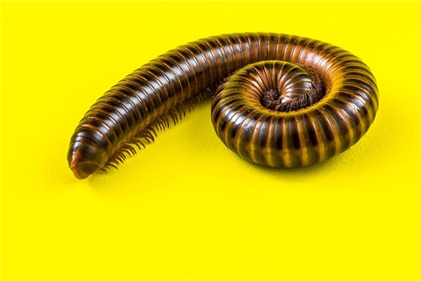 夢到多足蟲預示著什麼_周公解夢