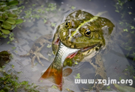 夢見青蛙和魚