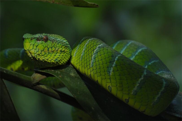 夢到了蛇多是什麼徵兆_周公解夢