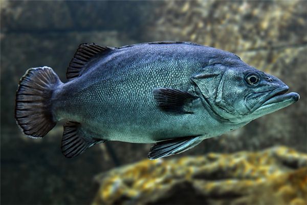 夢見很多黑魚_周公解夢