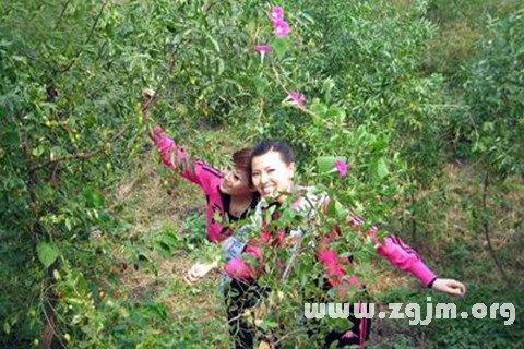 夢見偷青棗