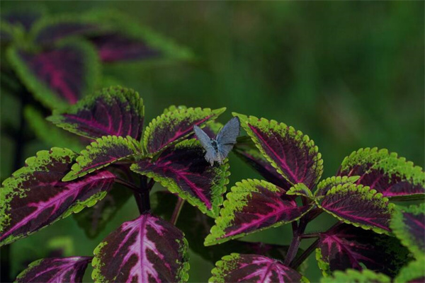 夢到了紫蘇意味什麼_周公解夢