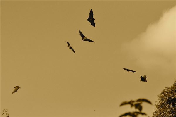 夢到被蝙蝠咬手_周公解夢