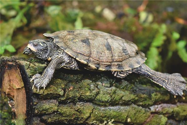 夢到烏龜湯是凶兆還是吉兆_周公解夢