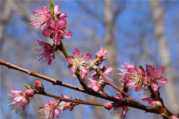 女人夢見桃樹開花_周公解夢