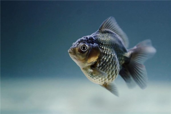 夢到魚在天上是什麼意思_周公解夢