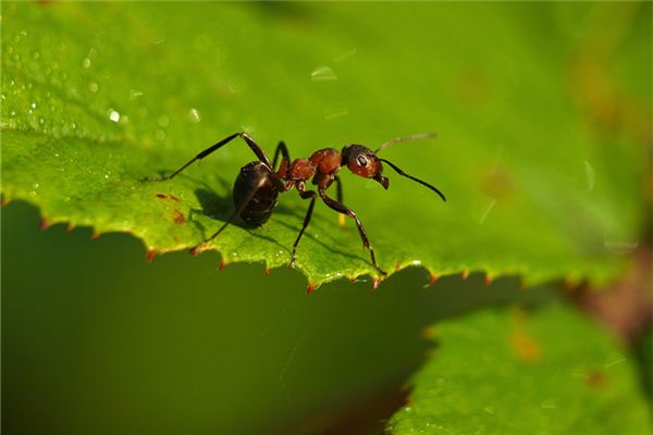 夢見螞蟻咬我_周公解夢
