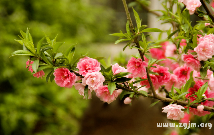 桃花的花語