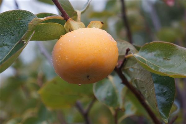 備孕夢見柿子是胎夢嗎_周公解夢