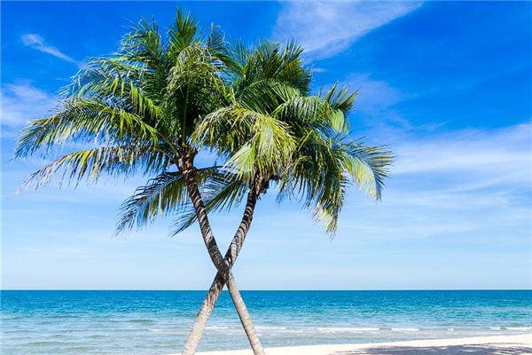 夢到樹倒了是什麼意思_周公解夢