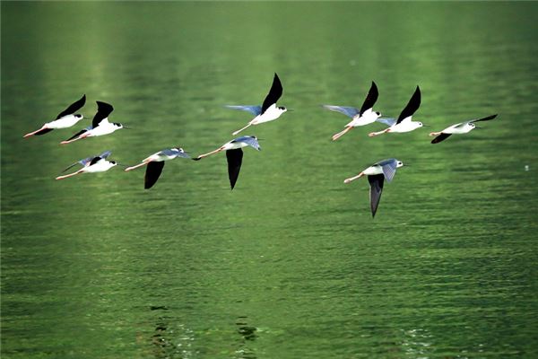 夢見一群鳥將整個天空蓋住,以為要地震_周公解夢