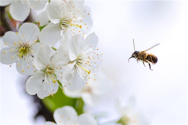 夢見被蜂追_周公解夢