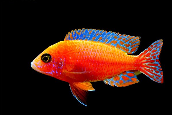 夢到屋裡有魚意味著什麼_周公解夢