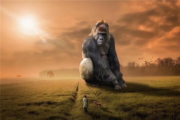 夢見大猩猩_周公解夢