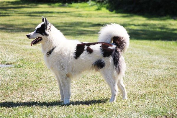 夢到了孕婦夢狗的預兆_周公解夢