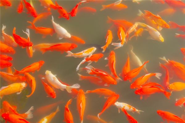 女人夢見紅鯉魚_周公解夢