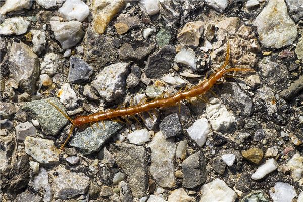 夢見蜈蚣咬自己_周公解夢