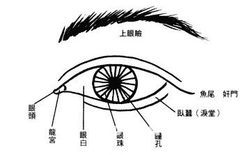 眼睛面相圖解